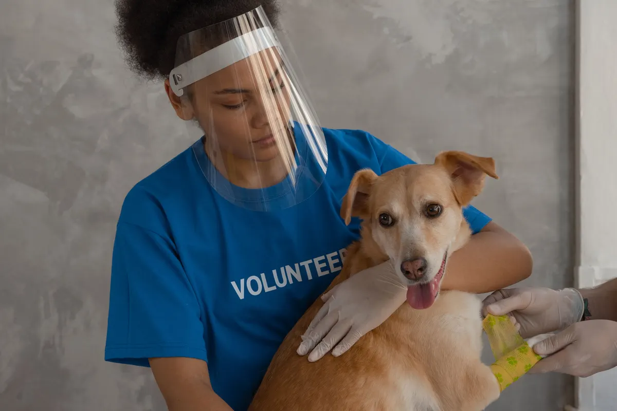A shelter clinic offering low cost vaccines
