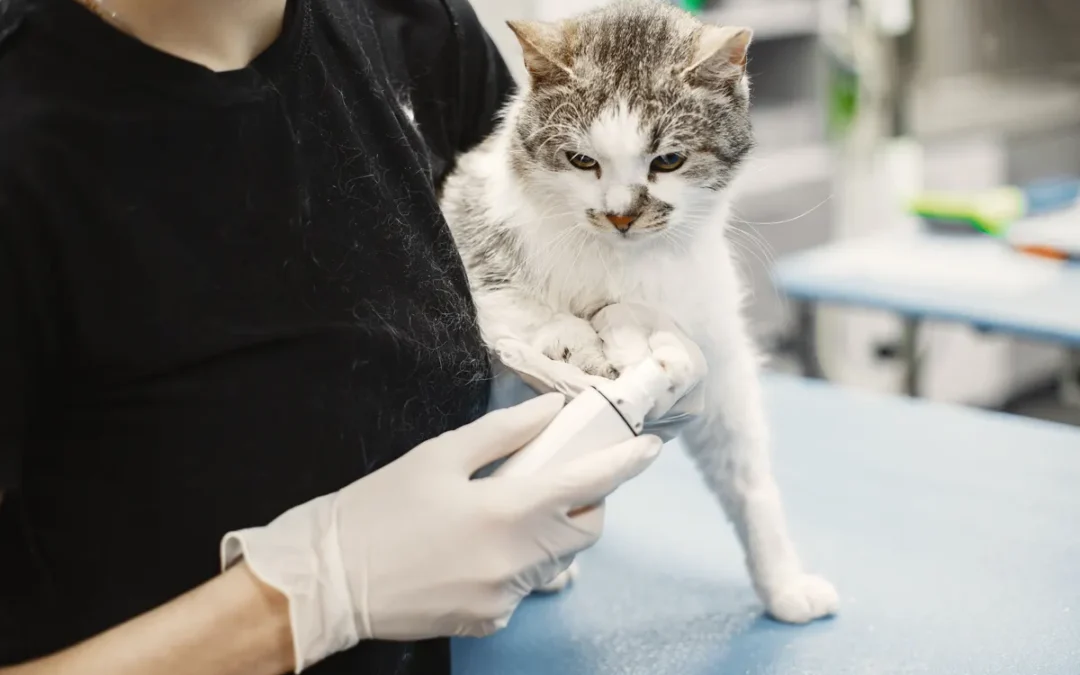 How to Pay for Vet Bills With No Money: 7 Honest Options