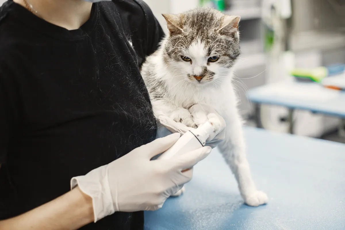 Knowing how to pay for vet bills with no money starts at the clinic