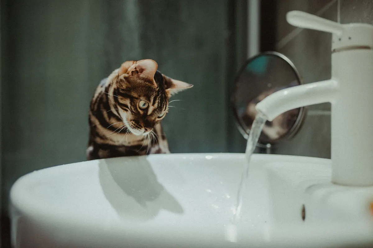 A Bengal cat, a hybrid breed regulated by state law