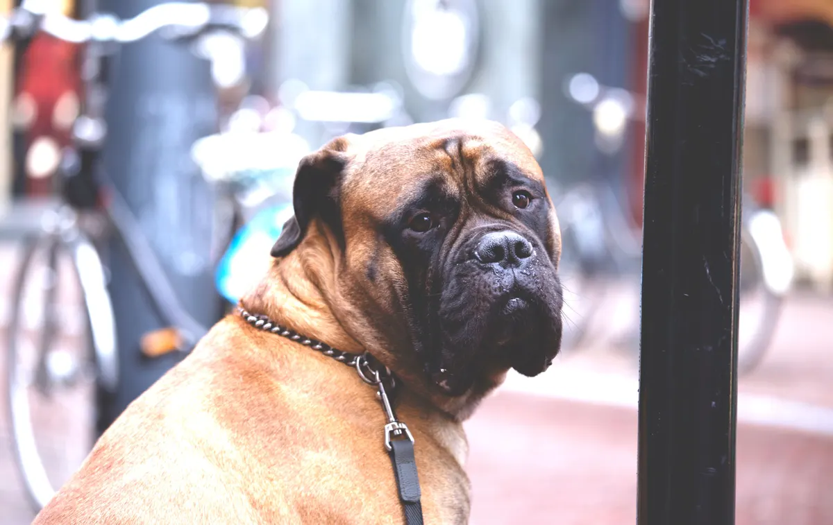 Giant breed dogs are the most expensive pets to own for many owners