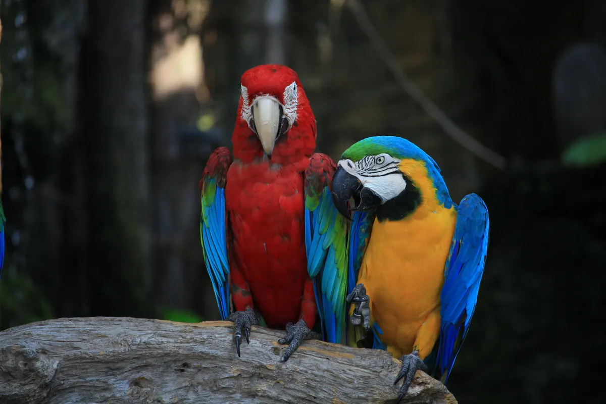A large macaw, an expensive bird to keep