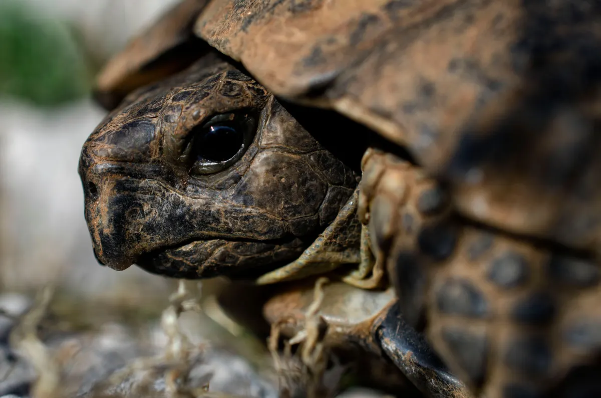 A tortoise in its enclosure under a heat lamp