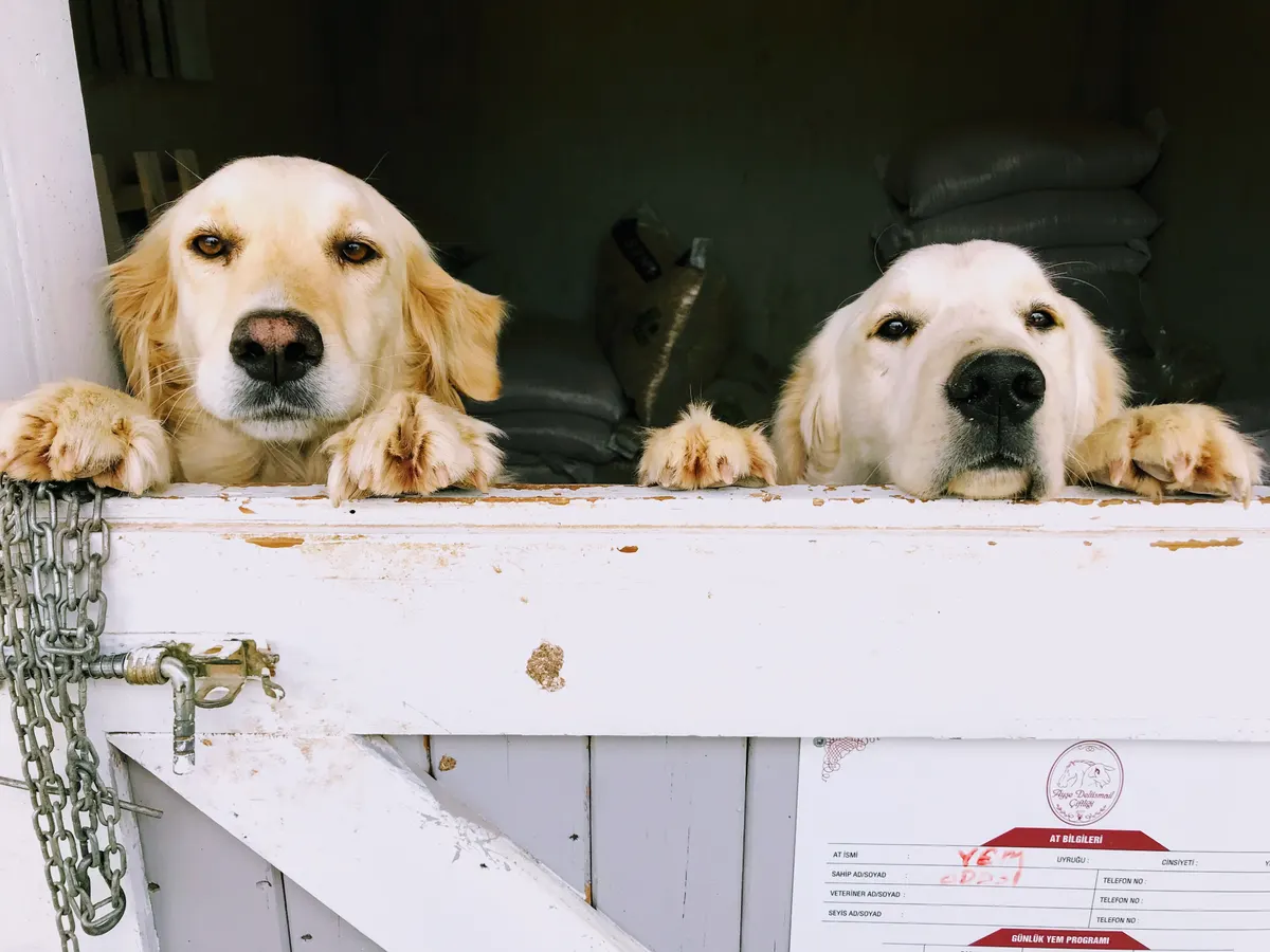 Dogs in a boarding kennel run
