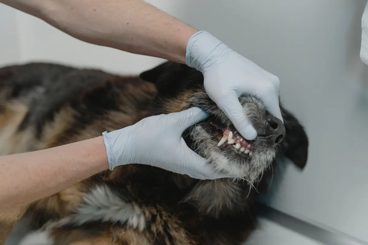 A vet checking a dog's teeth before a dental cleaning