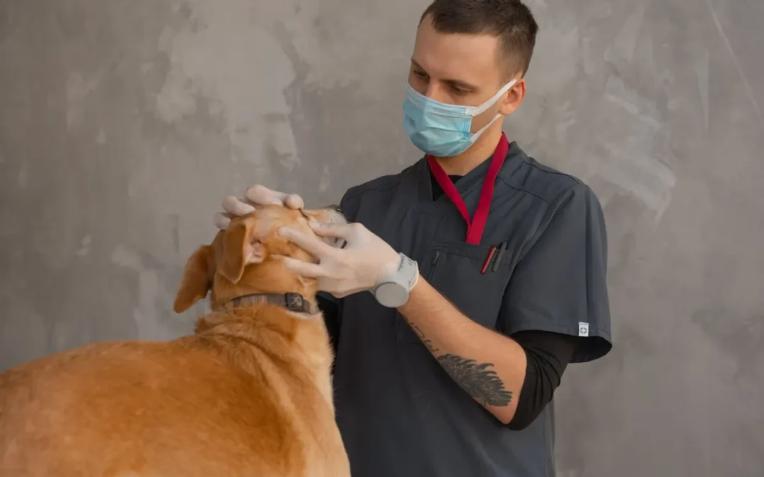 Hidden costs of pet ownership start with veterinary care