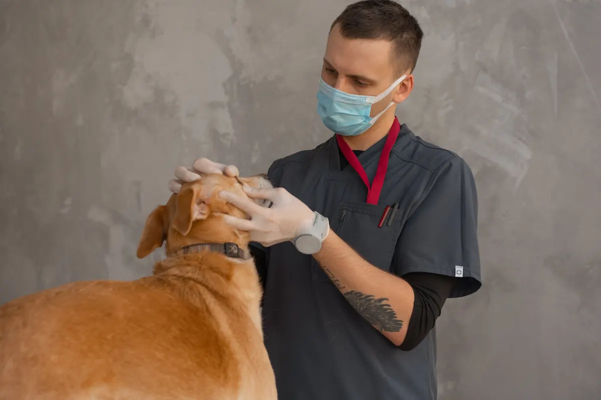 Hidden costs of pet ownership start with veterinary care