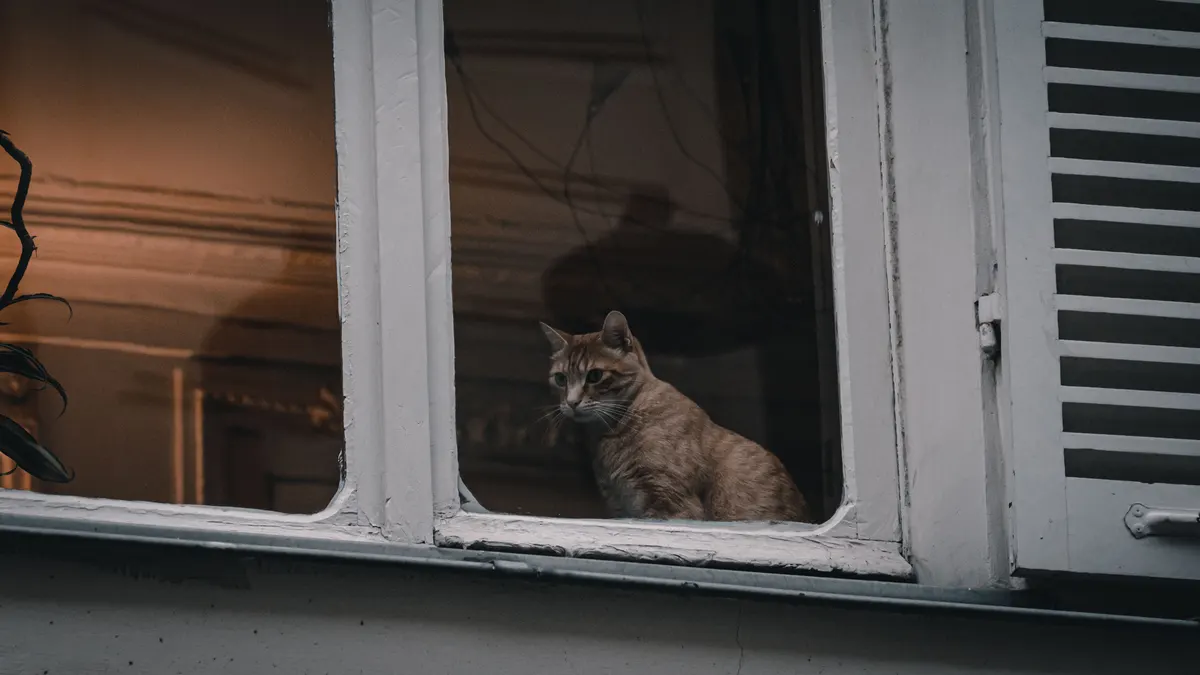Cat at an apartment window, covered by the species rules in a pet policy