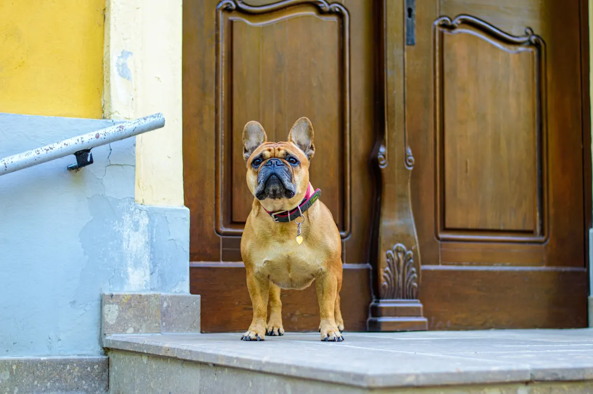 Dog on a leash in an apartment hallway, the leash rule in an apartment pet policy template