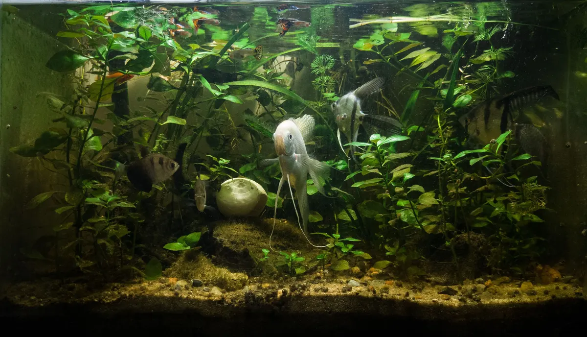 Aquarium supplies for aquascaping, substrate, rock and plants