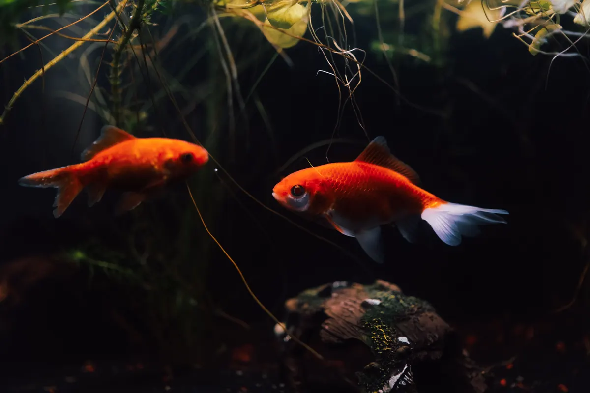 Small fish in a community aquarium, stocked to the tank size