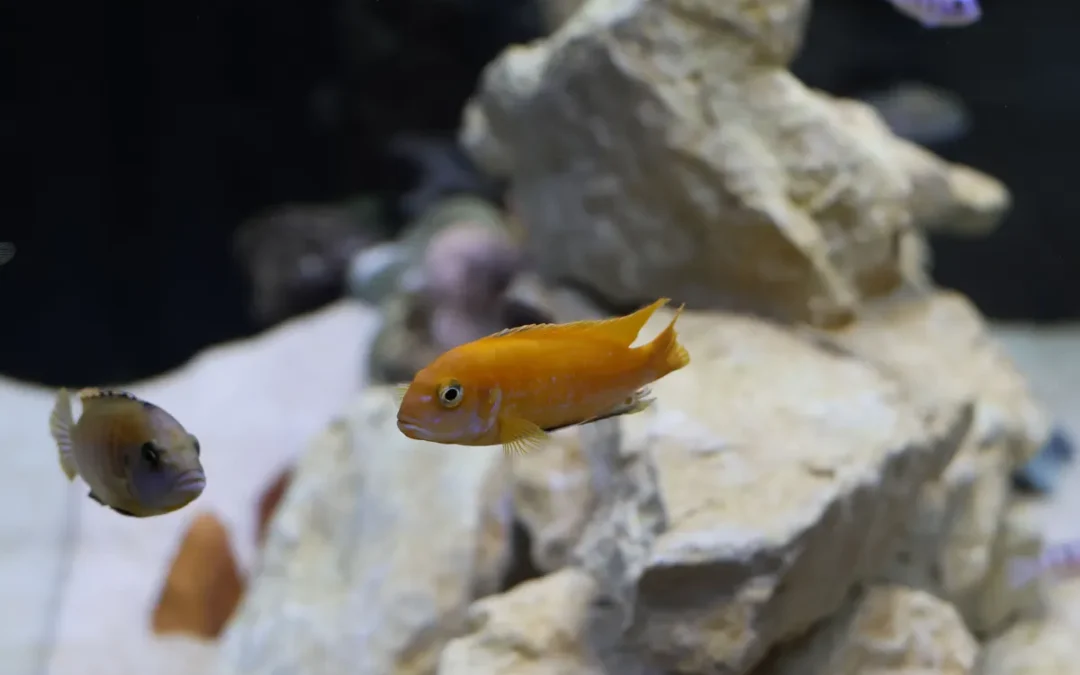 Best Aquarium Filter for 20 Gallon Tanks: My 10 Picks for 2026