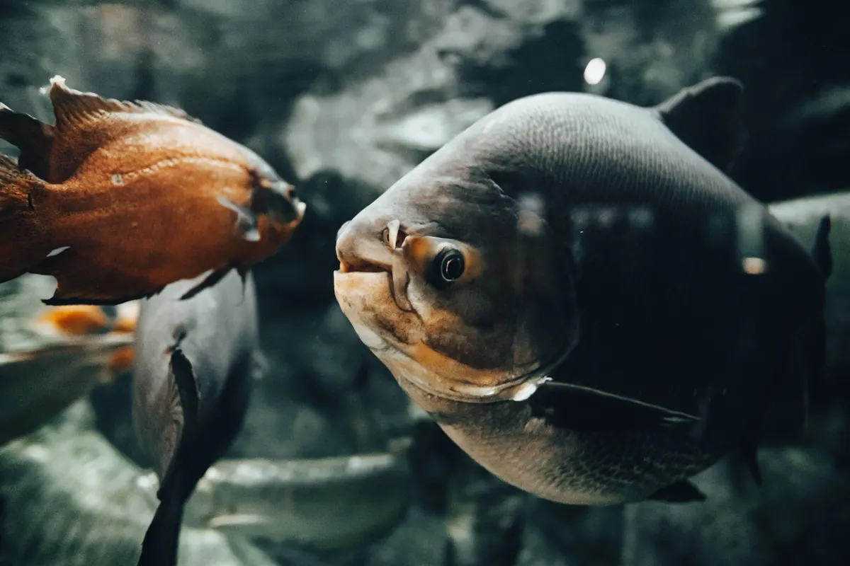 Fish in a clean tank kept by an aquarium filter for 20 gallon setups