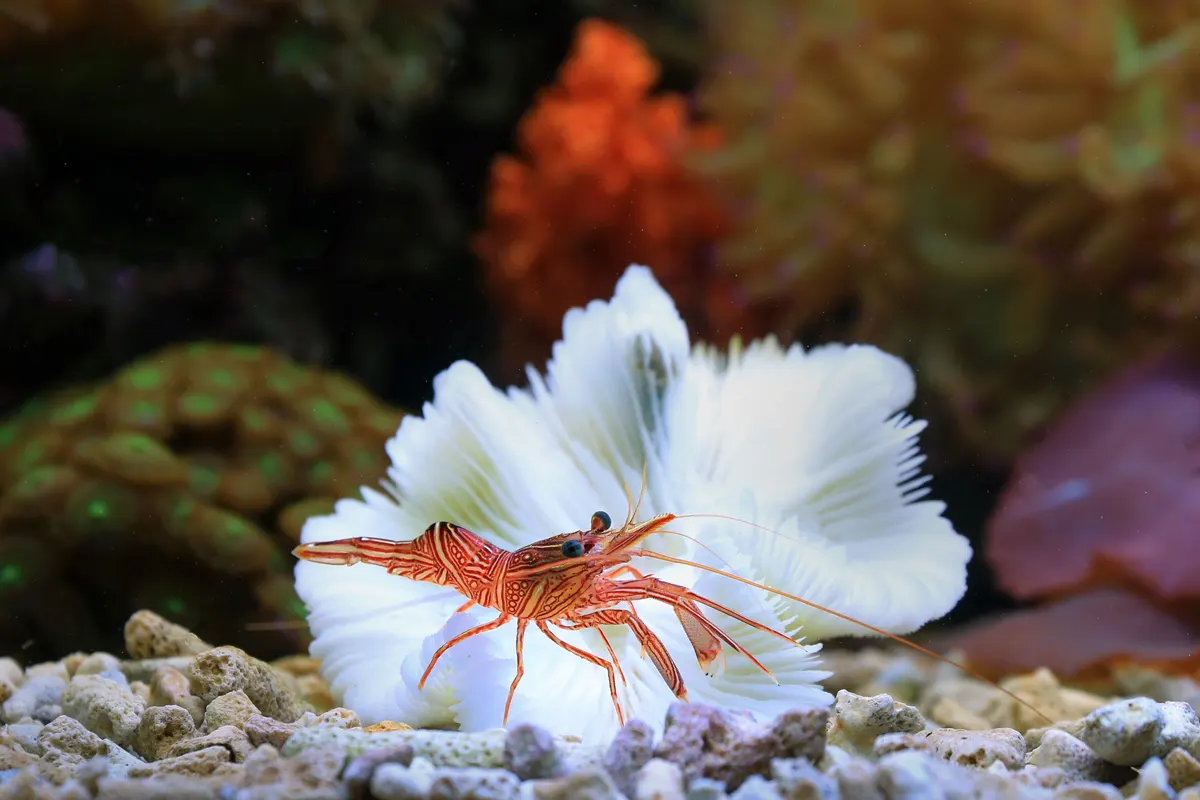 Shrimp tank where a filter intake needs a sponge guard
