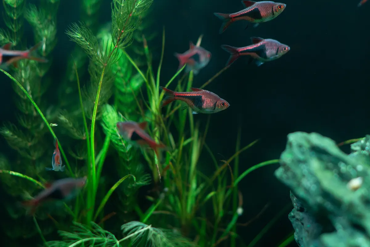 Planted freshwater tank where a steady water temperature matters