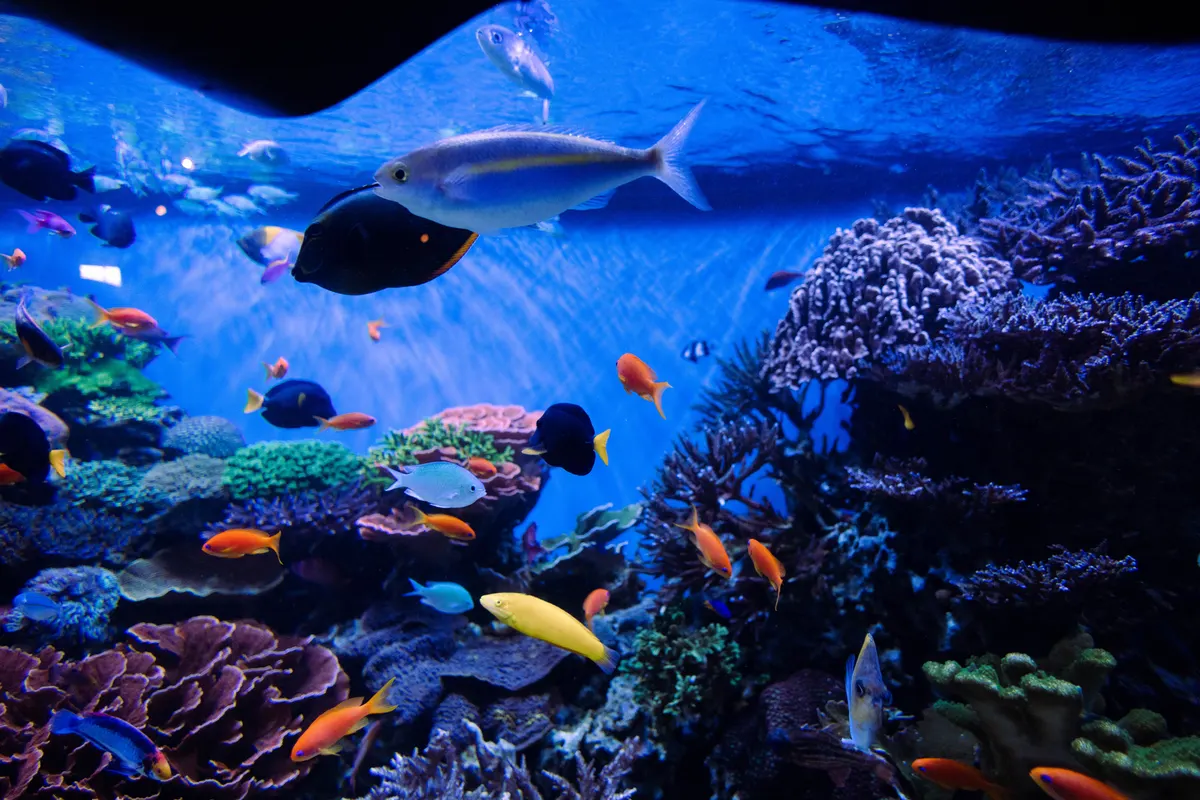 Aquarium water where the heater and the thermometer sit