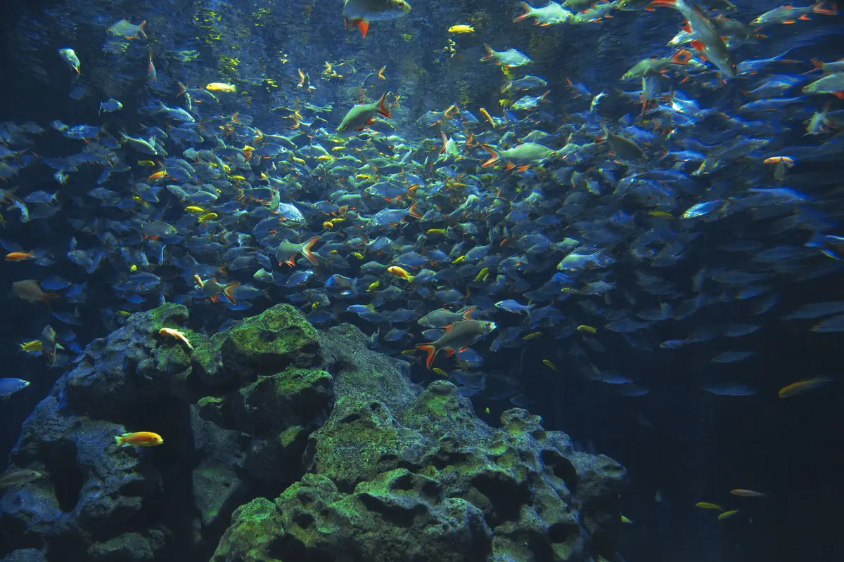 Tropical fish in a heated freshwater aquarium