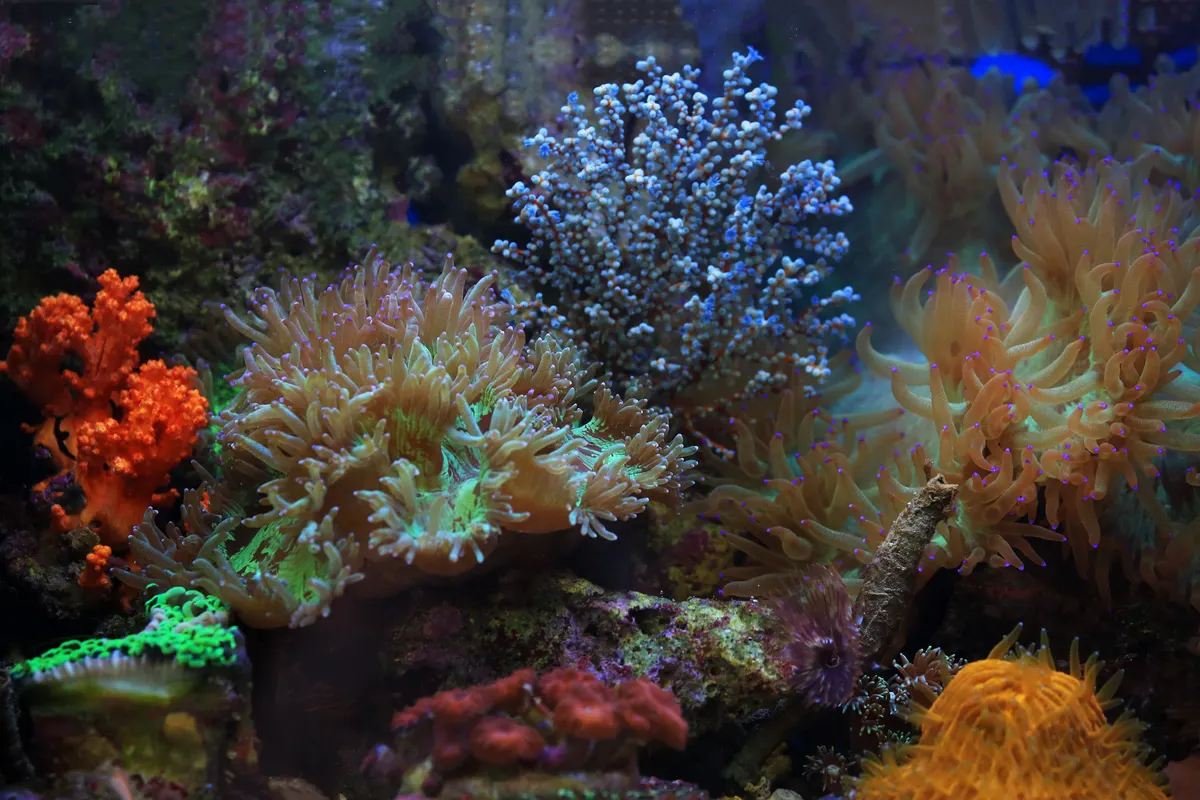 A saltwater reef tank, the step up from freshwater