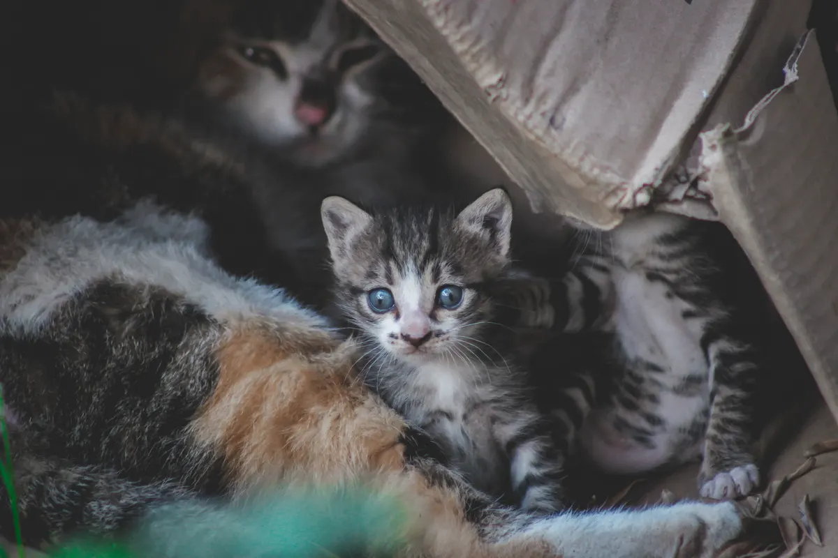 A litter box waiting to be filled with the right cat litter