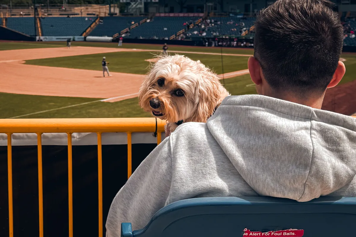 A dog in the stands at a Bark in the Park MLB game, 2026