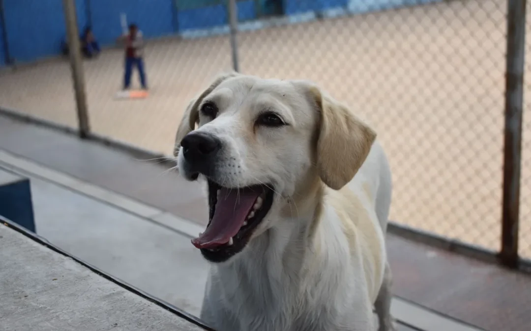 A Labrador Retriever excitedly watching a baseball game from behind a stadium fence, Bark in the Park