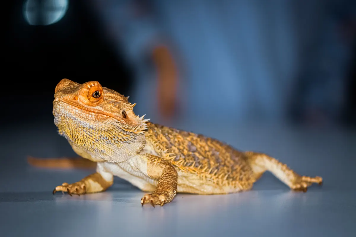 Bearded dragon on wood, the animal a bearded dragon tank is built for