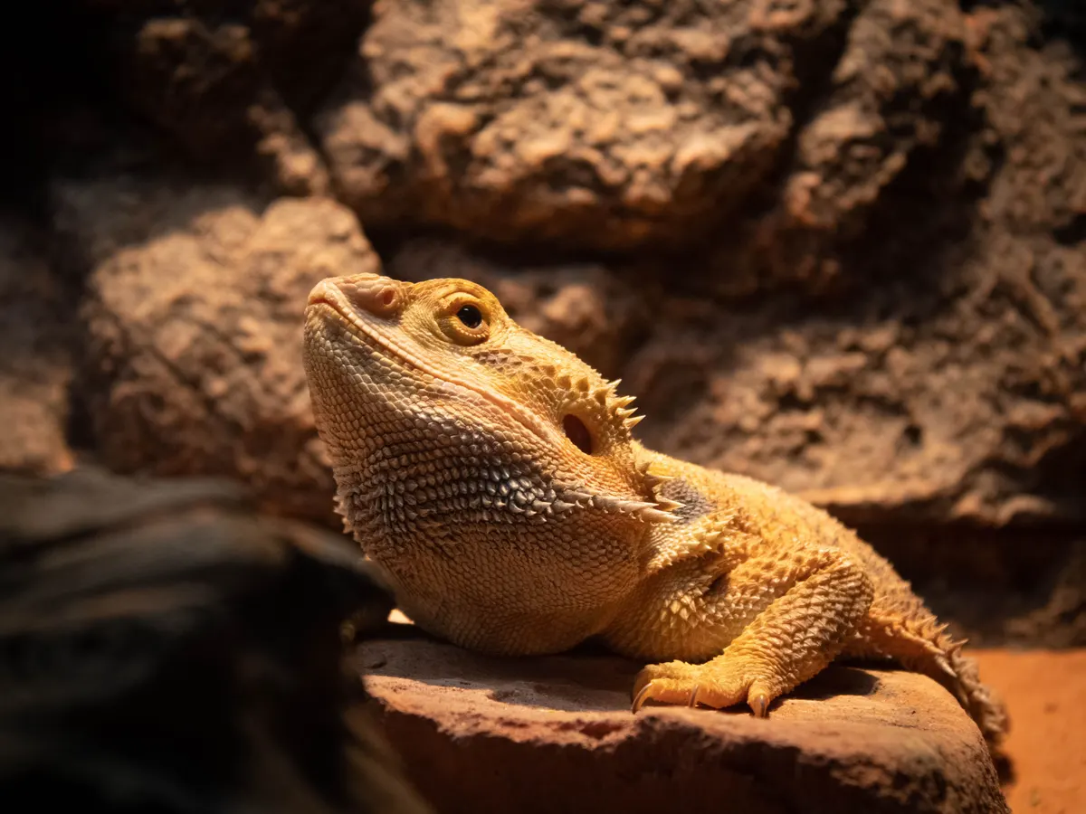 Bearded dragon basking under a lamp inside a tank