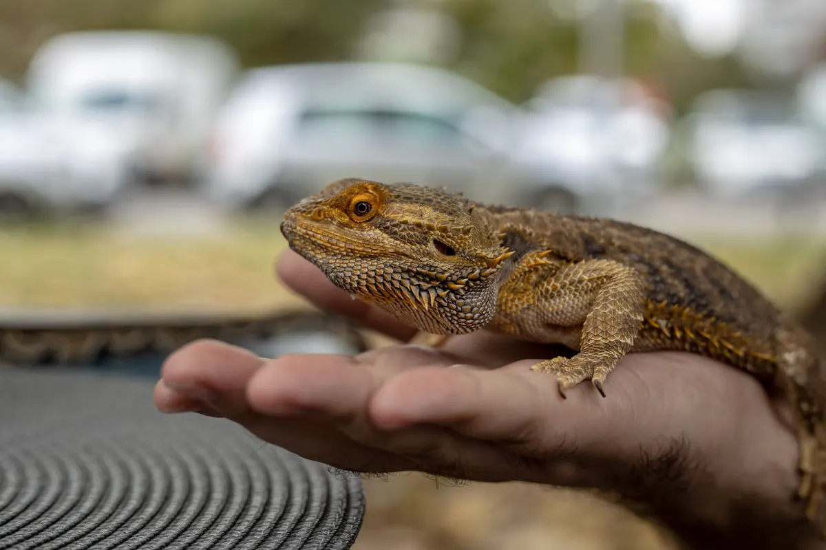 Bearded dragon held on a person's hand outside its tank