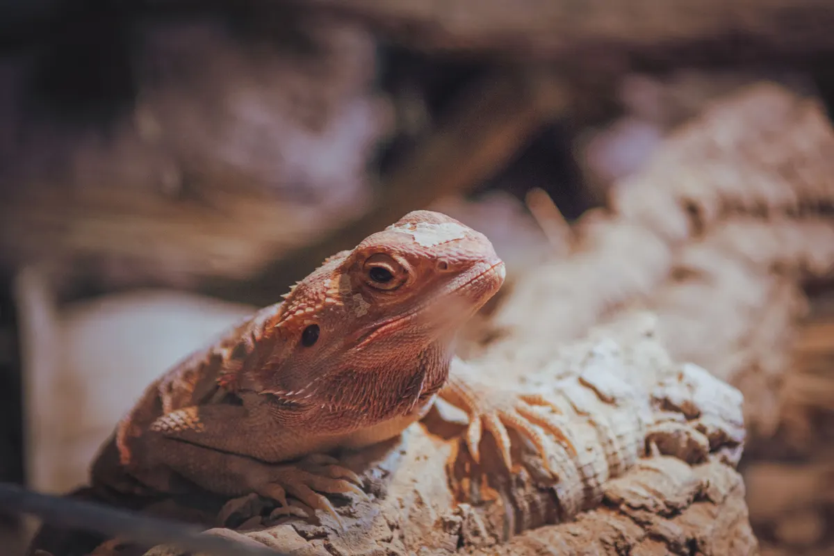 UVB light for bearded dragon setups, a beardie basking under its lamp