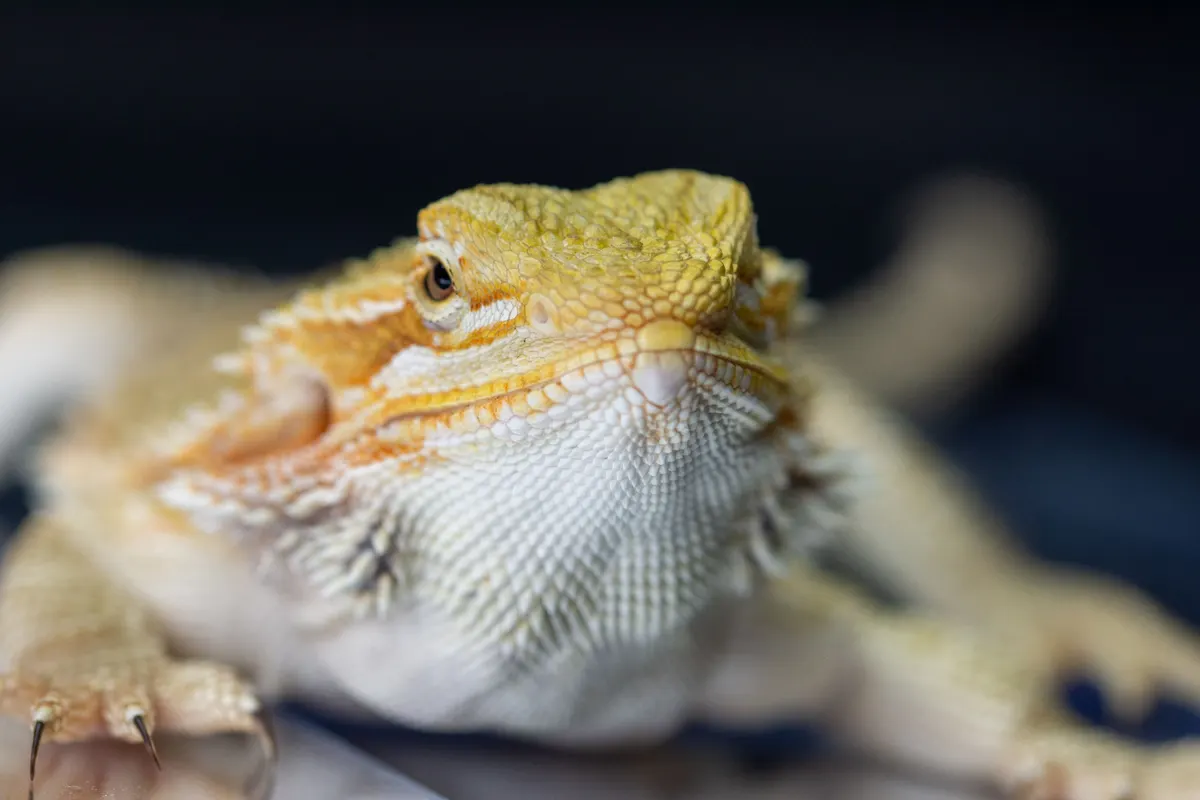 Bearded dragon close up, the reptile a UVB light is for