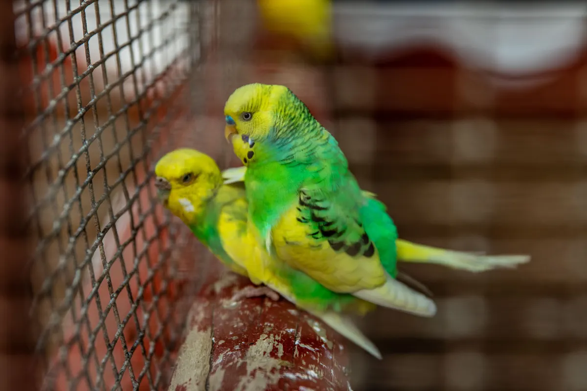 Two budgies in a cage, bird supplies for feeding a pair