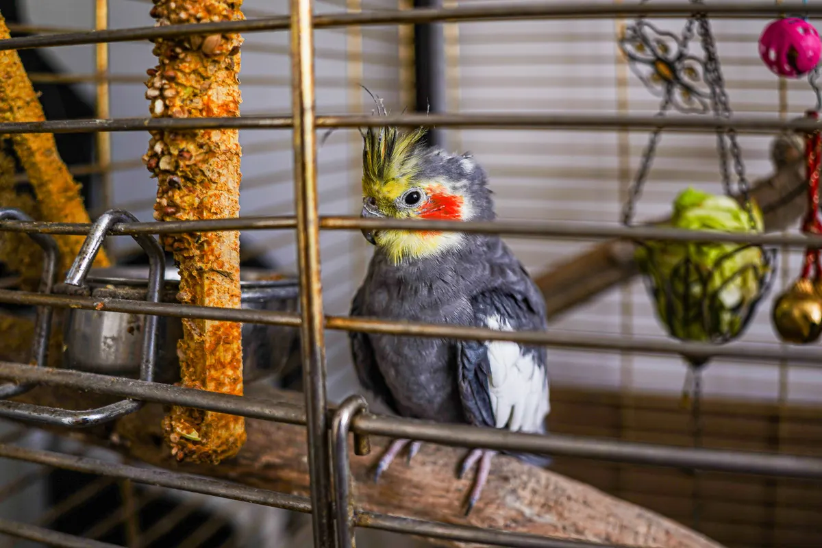 Cockatiel on a wood perch inside a cage hung with toys