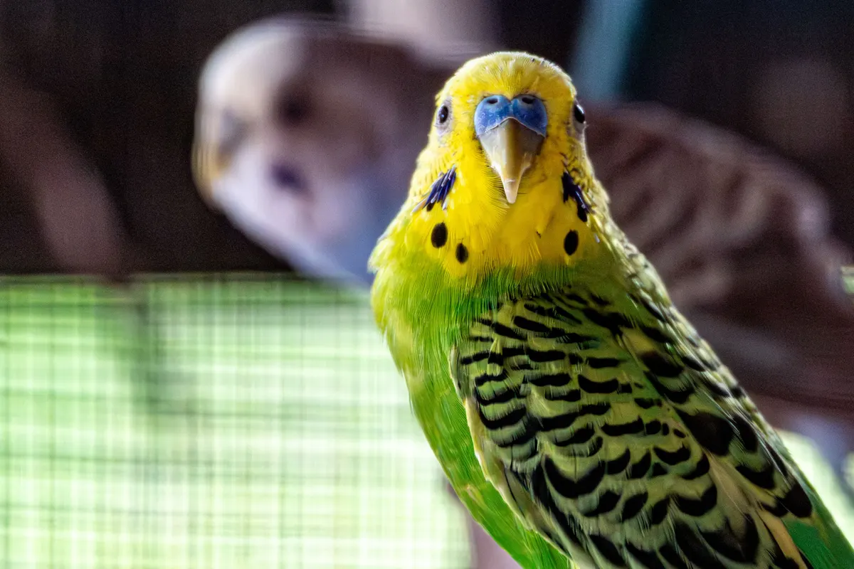 Parakeet close up, the bird a bird cage for parakeets is sized around
