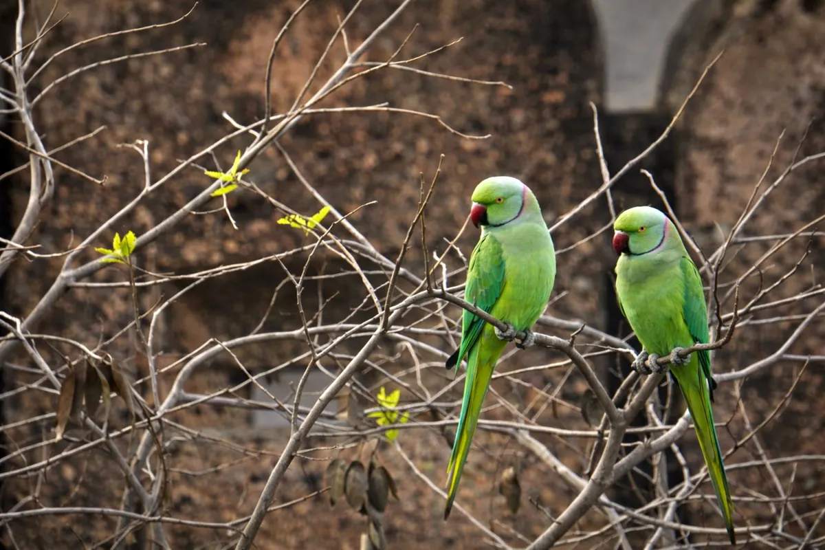 Two budgies together, the pair a bird cage for parakeets is usually bought for