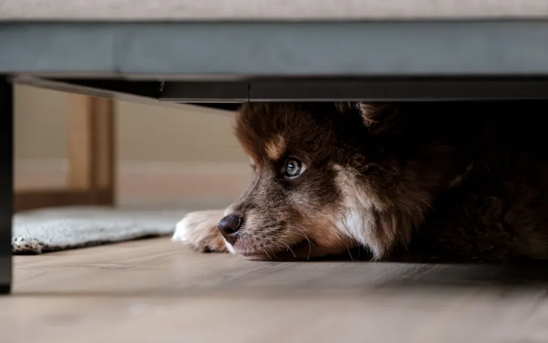 Best Calming Treats for Dogs 2026: My 10 Picks After Trying Several