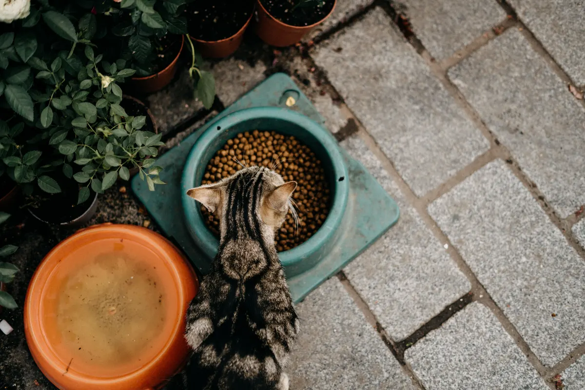 Cat eating dry food, why a small airtight bin beats the bag