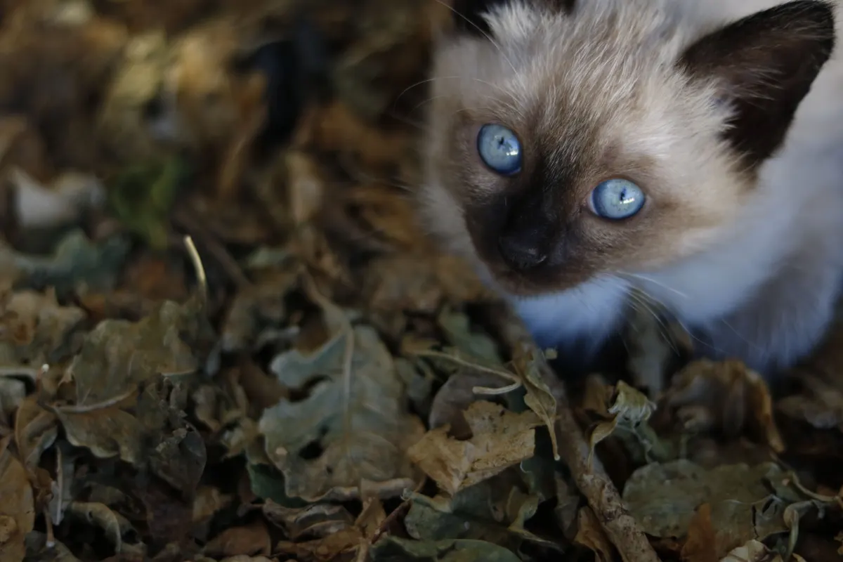 Cat stepping out of a top entry cat litter box