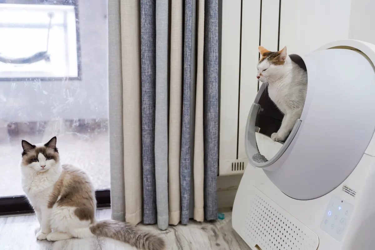 Cat approaching its litter box, the test of any litter choice