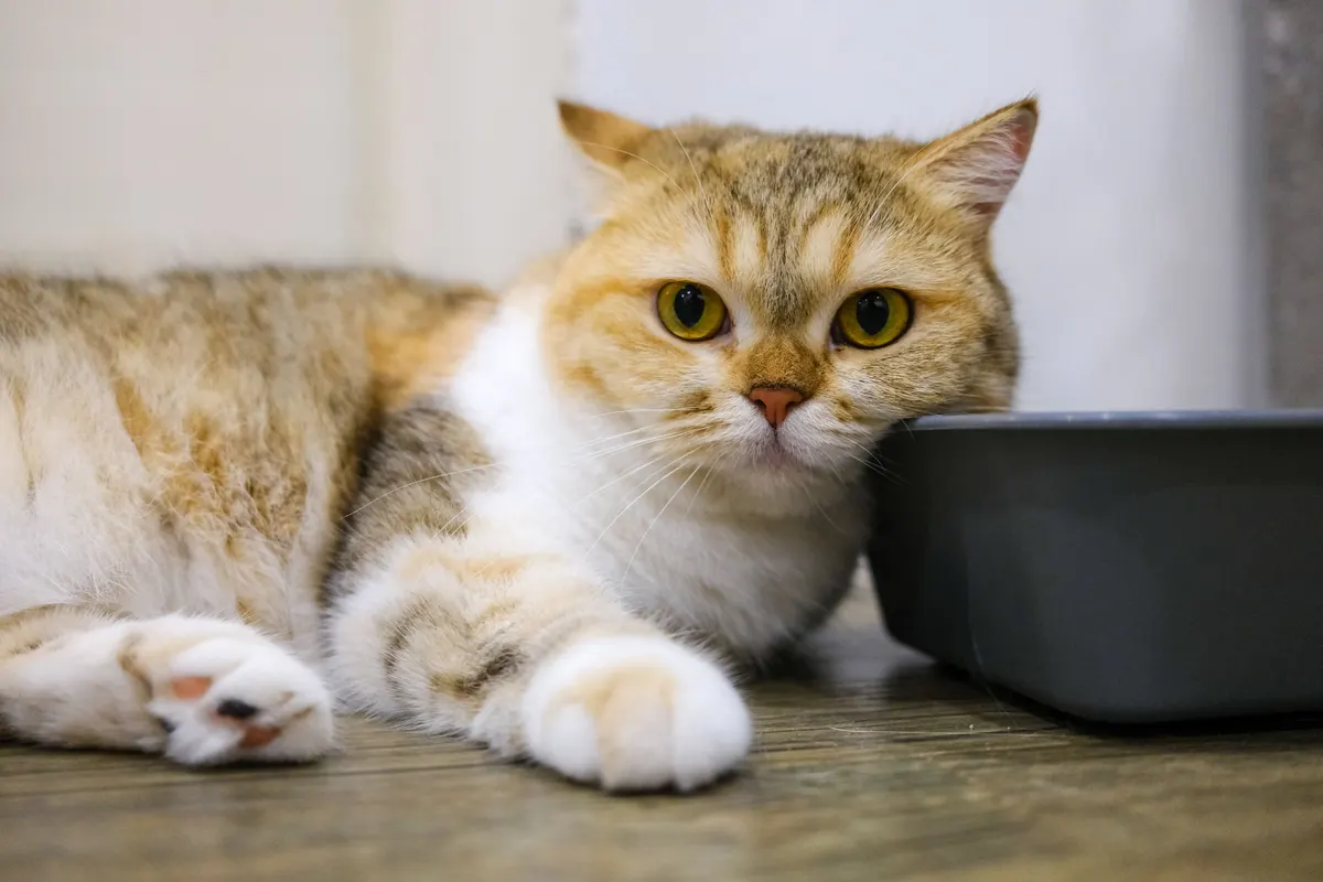 Cat relaxed at home, what odor control on a self cleaning litter box is really for