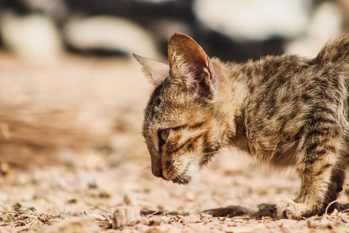 Cat inspecting fresh litter, the smell test for the best odor control cat litter