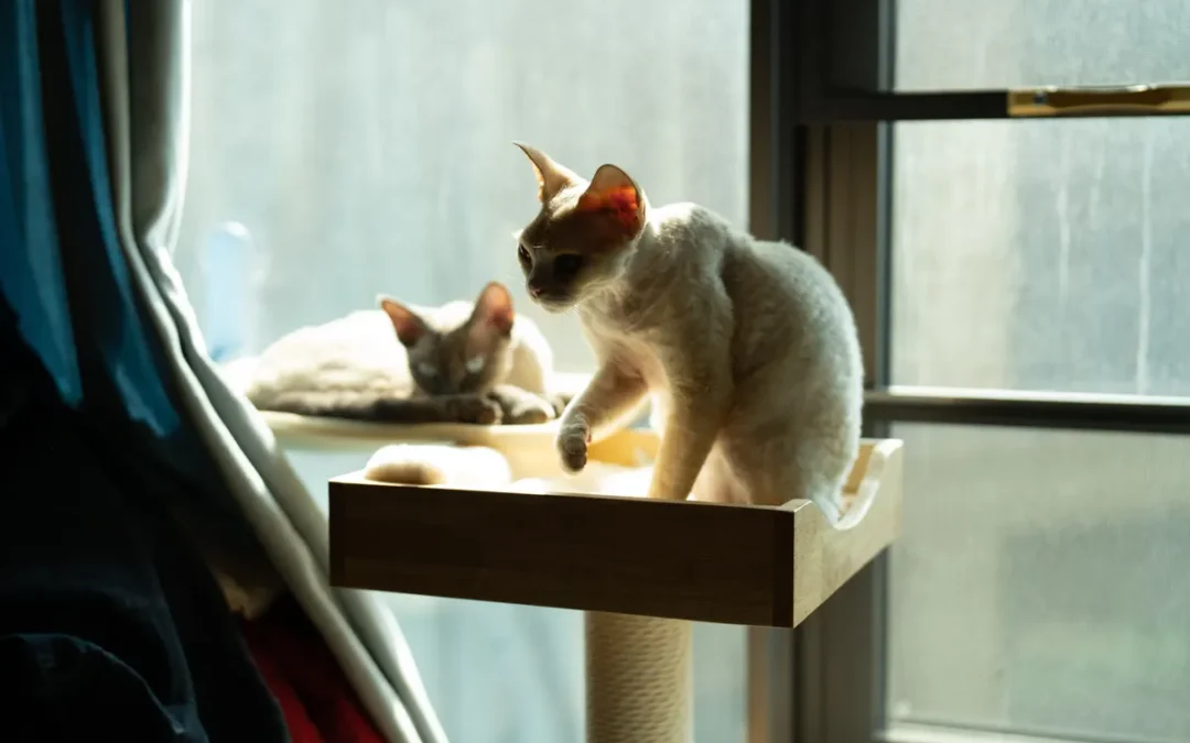 Best Cat Trees for Large Cats 2026: My 11 Picks After Owning Several