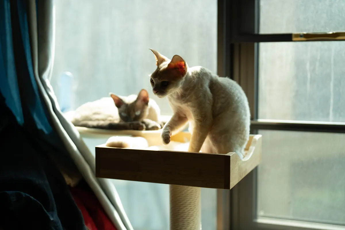 Large cat lounging on one of the tall cat trees for large cats