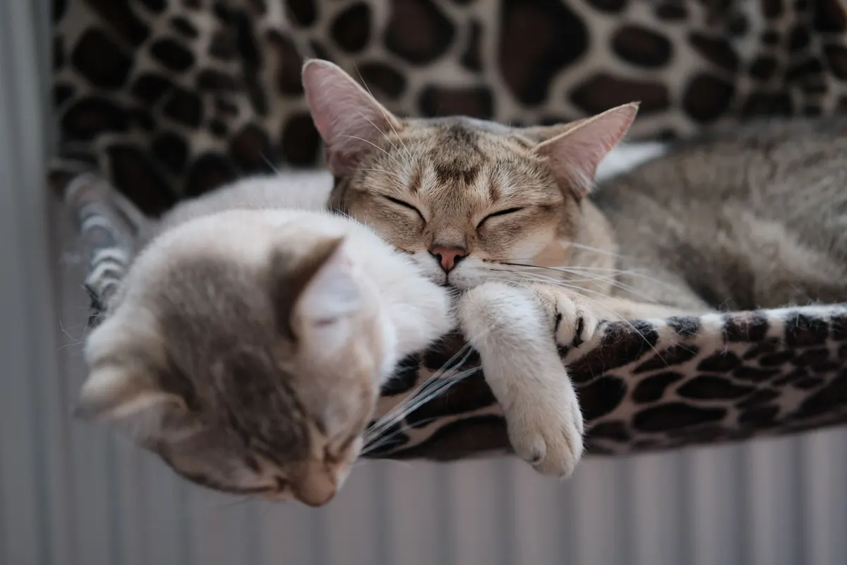 Cats curled together in a hammock bed on a cat tree