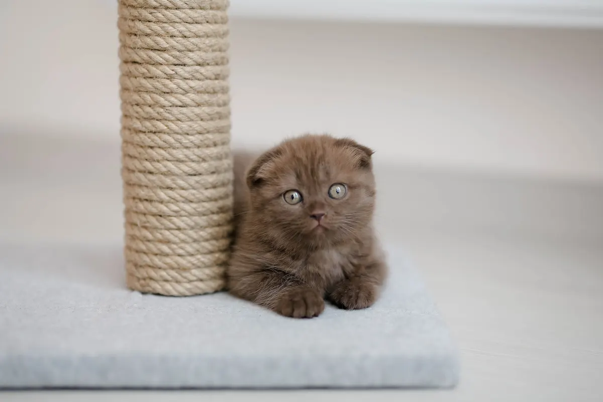 Cat working a sisal post, the part of a cat tree that wears out first