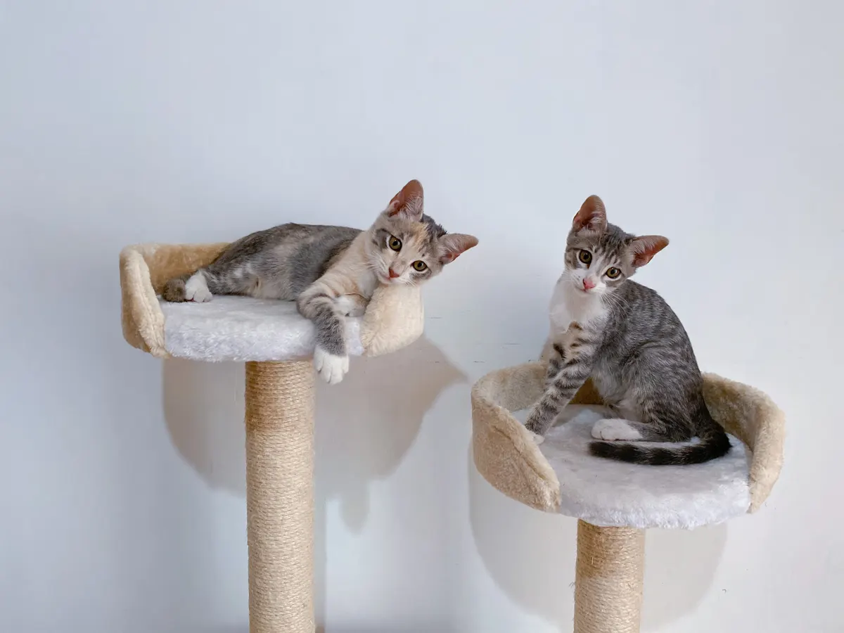 Tall cat trees with sisal posts in a bright room
