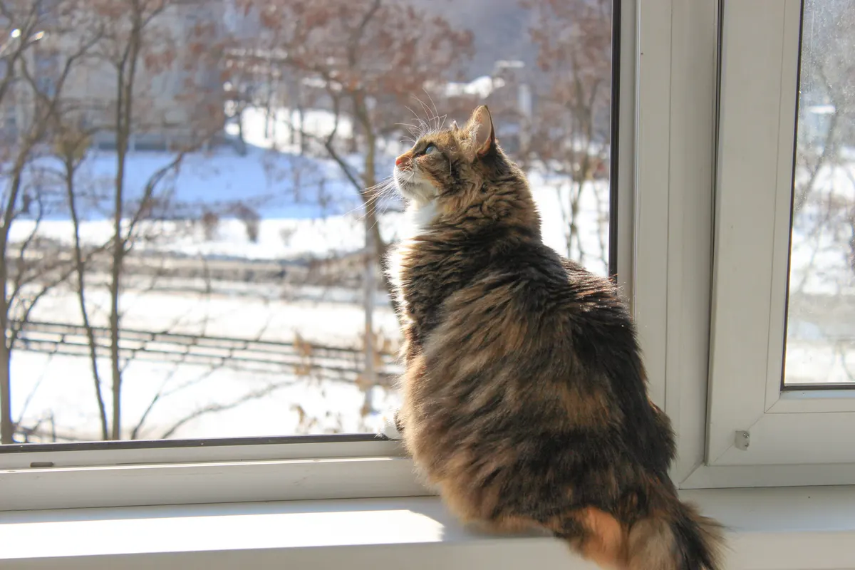 Cat watching snow, a heated outdoor cat house keeps the outdoor ones this warm