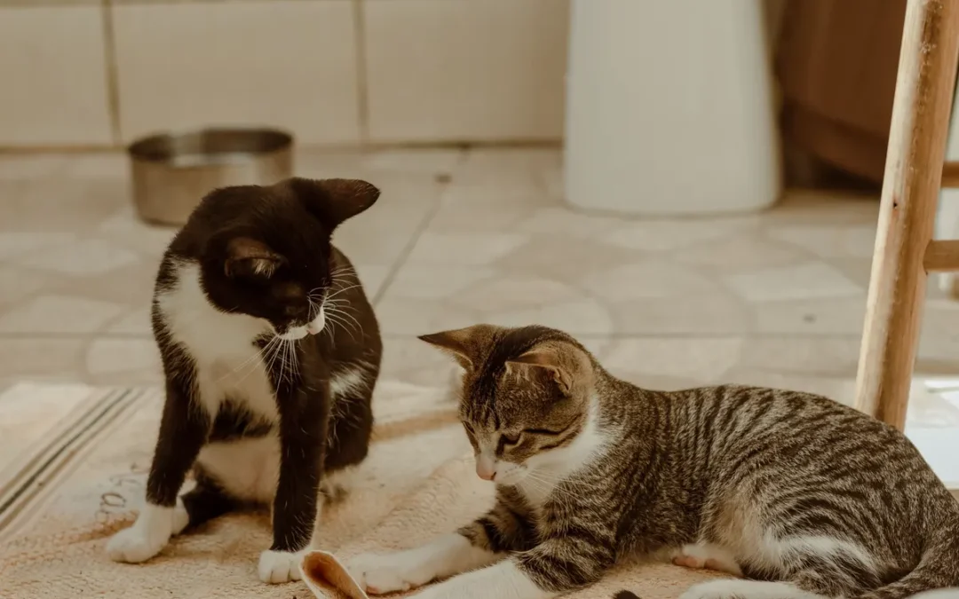 Cat Trees for Multiple Cats: 5 Best Picks and the Two Rules