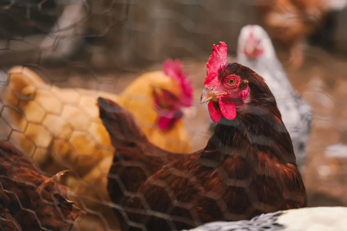 A backyard chicken coop with a run