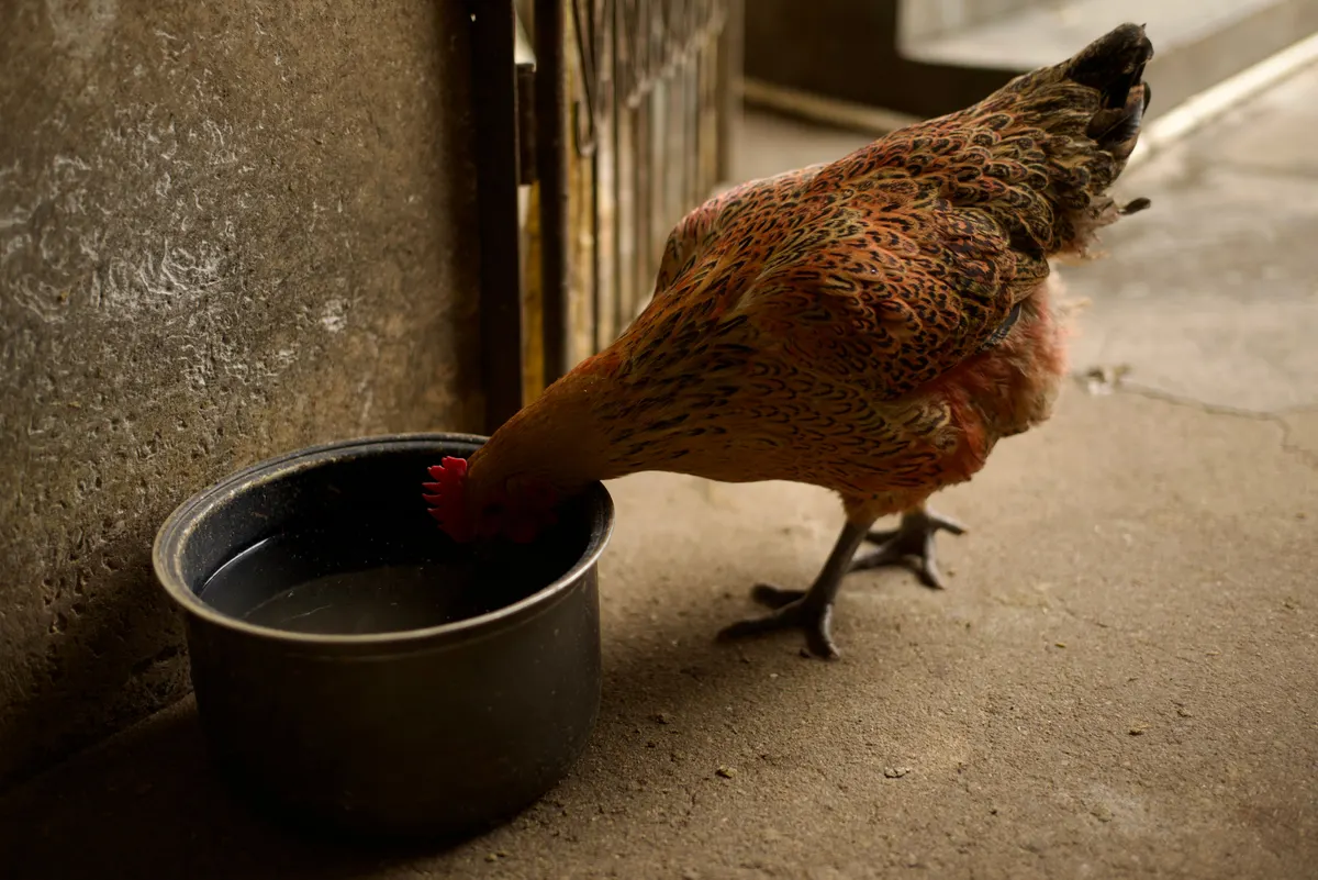 A hen drinking from a waterer