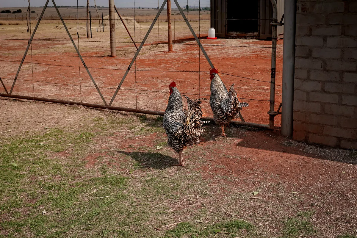 Hens in a backyard run where the chicken waterer lives